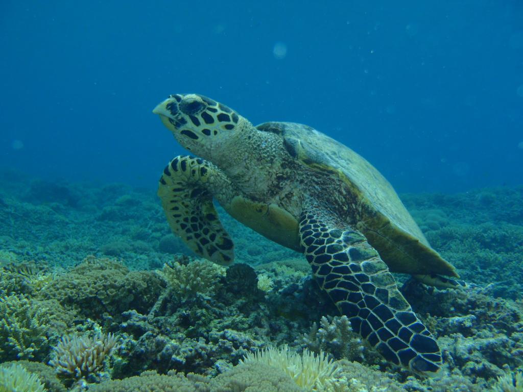 Okinawa Resort Zamami Zewnętrze zdjęcie